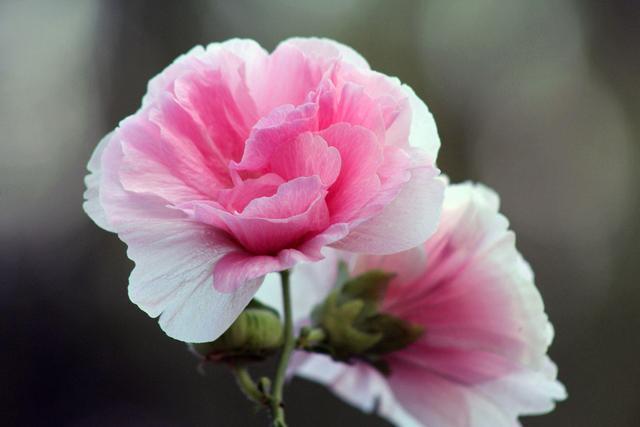 These kinds of flowers that can change color are super beautiful. Friends who like to grow flowers, please raise them.