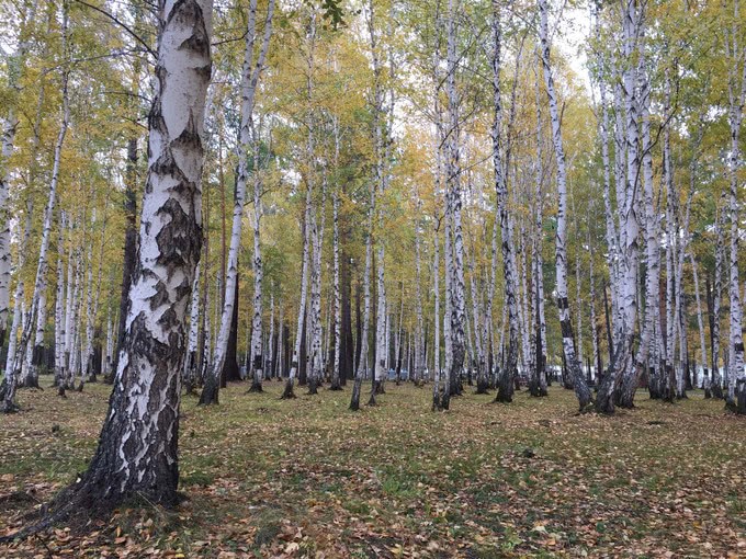 It's called tree cancer for a living by sucking up sap, but it's regarded as the king of herbs abroad.