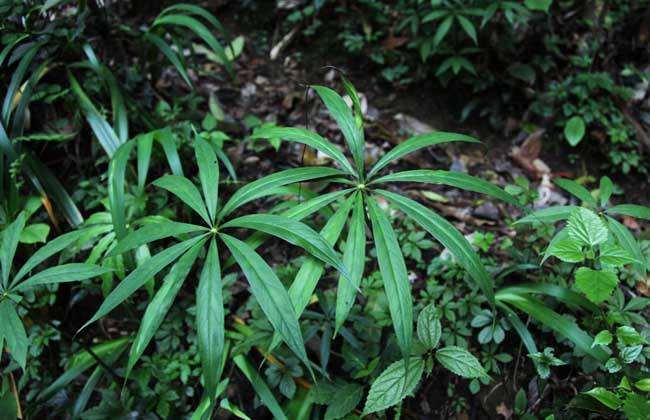 This thing has poisonous roots that look like peanuts, commonly known as Snake Valley, but farmers grow them in large quantities.