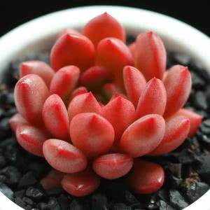 It is the best succulent plant to raise, and the fallen leaves can sprout and grow beautiful.