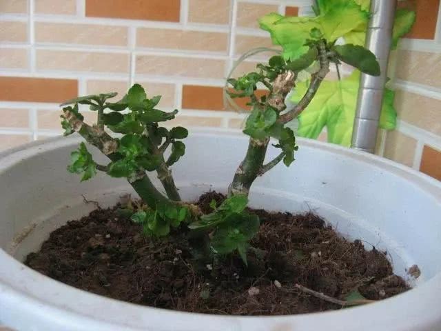 Feed this black bean to the longevity flower. A pot of flowers sprang out 150 heads.