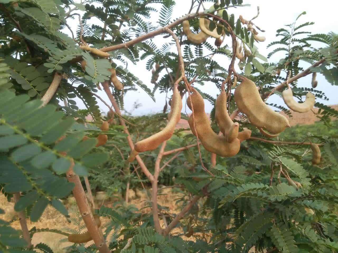 The fruit of this fruit tree from Africa is shaped like a giant pod, but farmers sell it as fruit.