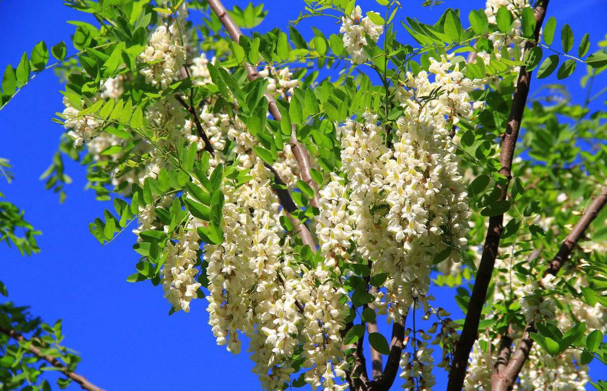 Locust tree blossoms have seen its fruit, but it is very rare to make 15 yuan per jin of tea after sun-drying.