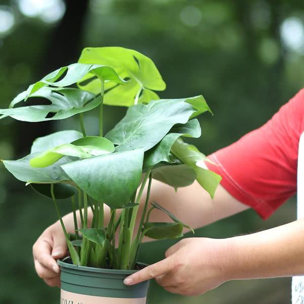 Almost no one knows that this kind of pot-raised family is getting healthier and healthier without coming to the family.