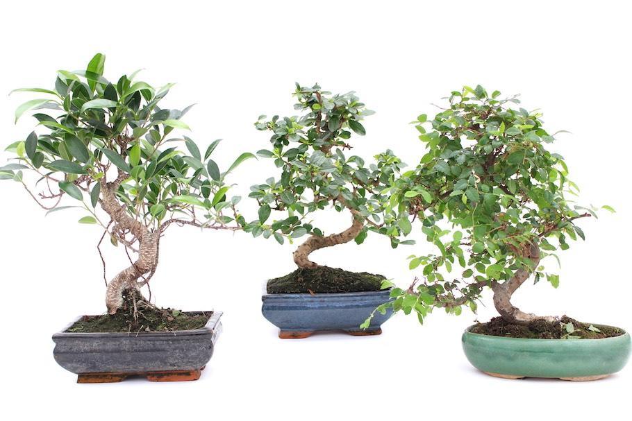 Don't complain that you can't keep indoor bonsai well because you can't manage these four points of bonsai.