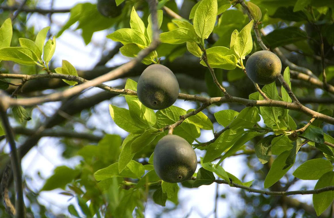 This kind of fruit is full of seeds and has to be hammered repeatedly before it can be eaten only in China.