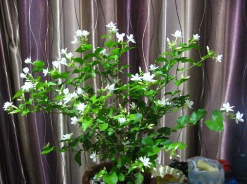 Jasmine doesn't blossom? Without spraying phosphate fertilizer and spoon, it will be full of flowers every seven days after January.