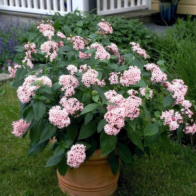 New potted flowers are easy to raise, such as green apple flowers with a strange and beautiful flowering period of up to half a year.