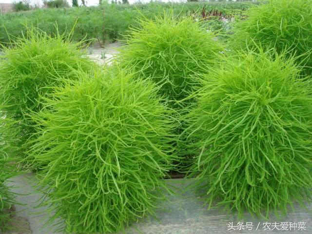 The weeds cut by the roadside as brooms are nutritious and gout busters are so beautiful that they are planted in flowerpots.