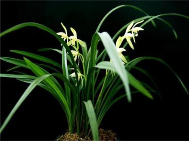 If you want to raise orchids well, you need to know how to raise orchids, otherwise you can't raise orchids well.