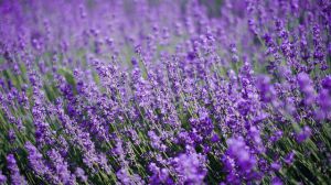 When does lavender blossom?