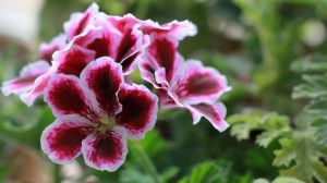 Efficacy and function of Pelargonium