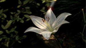 In what season do lilies bloom?