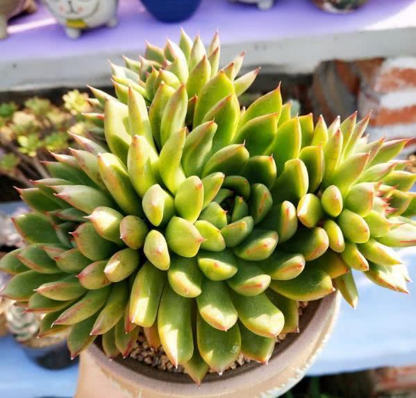 How to fatten the succulent plants on the balcony? Teach you to identify the health of the root system and maintain it correctly.