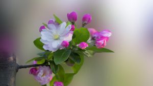 Why do you say begonia flowers are unlucky?