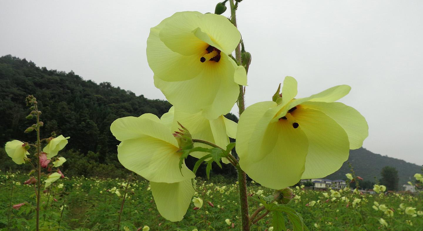 It looks like okra almost went extinct 50 years ago. Flowers are more valuable than fruit and can sell for 500 yuan per jin.