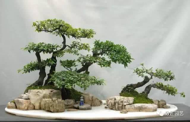 Sichuan style bonsai: one chamber full of strength and three peaks out of the crowd