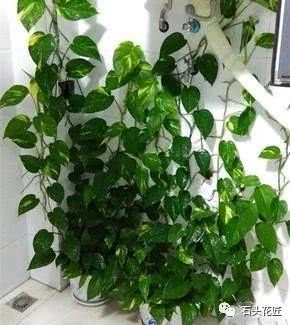 The green basket basin with a little oil stem thick leaf green climbed 1 meter against the wall for 30 days.