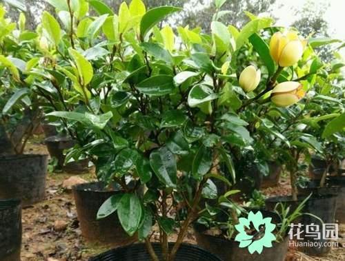 Pot planting process of Michelia mollissima