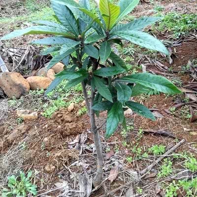 The pulp has a unique flavor and blossoms every year. Commonly known as lazy fruit trees, delicious fruit sells well.