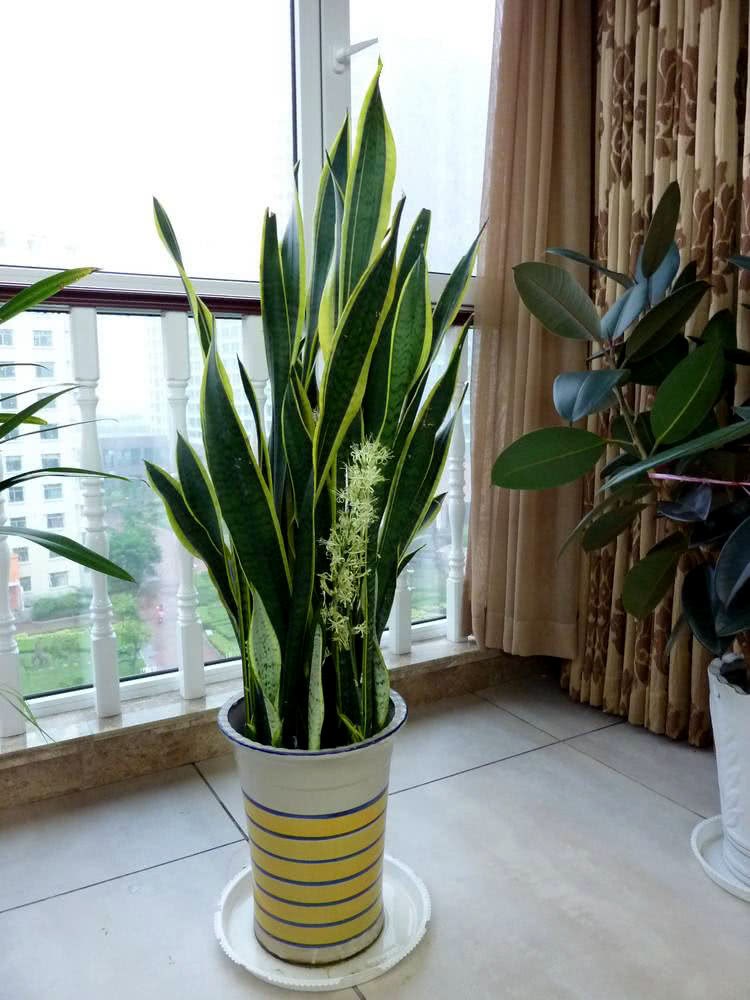 Granny Wang raised tiger skin orchid with beans for half a year, and the lateral buds protruded outward.