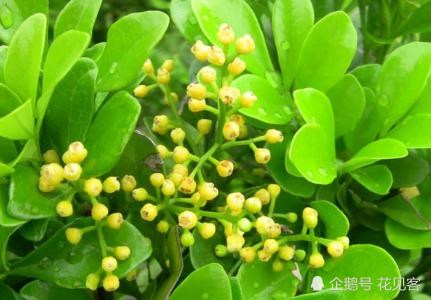 There is a pot of Milan in the living room that is familiar with these maintenance techniques. The golden flowers are full of fragrant branches.