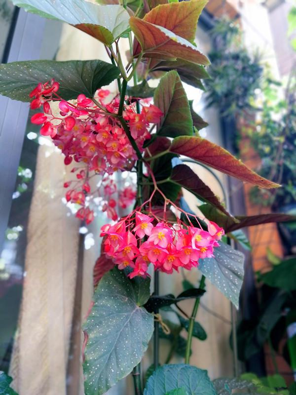 The best woody plant cuttings can blossom throughout the year and can be kept in the shade-tolerant room.