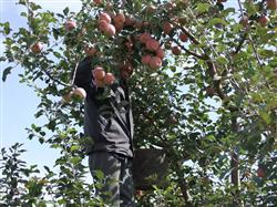 A New method of pruning Apple trees in Summer and Autumn