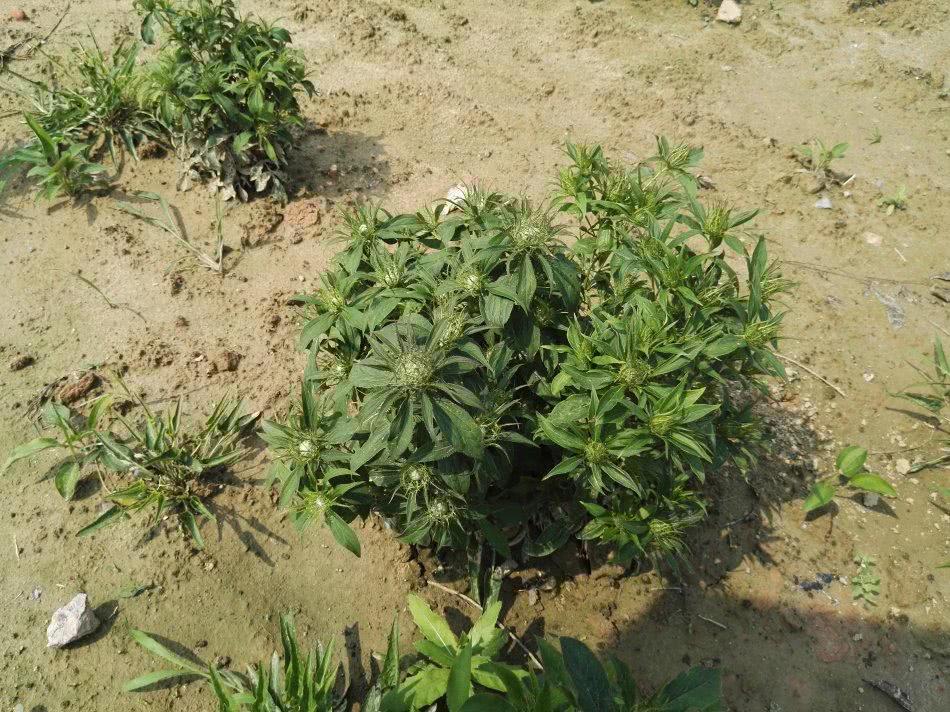 This kind of weed is famous for calming the fetus in ancient times, but also can strengthen the spleen and stop sweating. Remember to dig home when you encounter it.