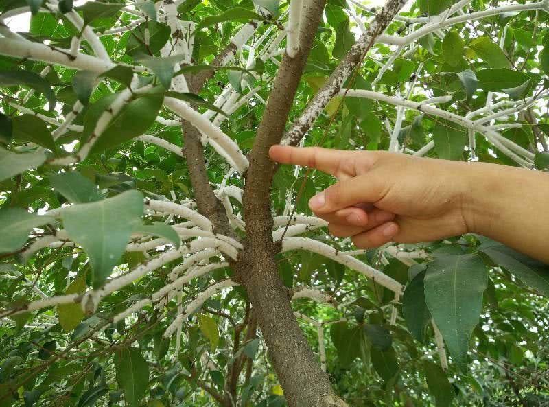 If you see snowflakes on a tree, you earn it. It's precious insect wax, 150 yuan per jin.