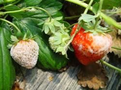 Standard and technical specification for pollution-free strawberry production