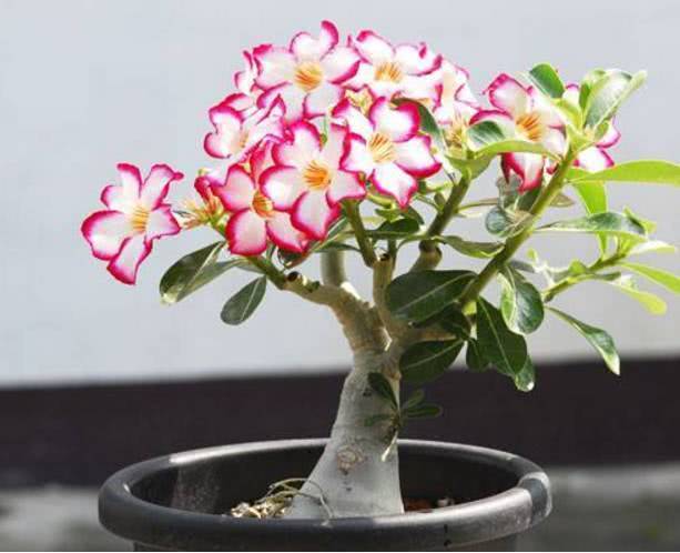 Your desert rose habits and maintenance manual has been put online.