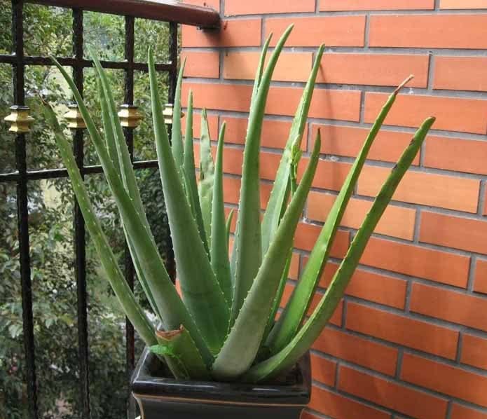 The florist taught you how to change the aloe perfectly and you can learn it at a glance.