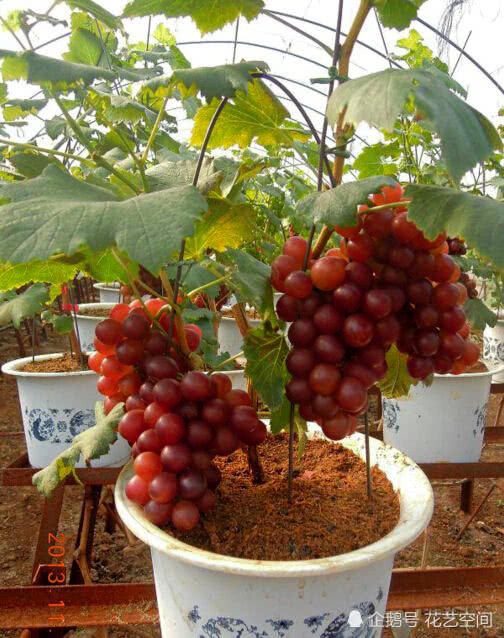 A branch changes into a bonsai, hanging fruit year after year, climbing all over the balcony if you want to eat grapes, you don't have to buy it.