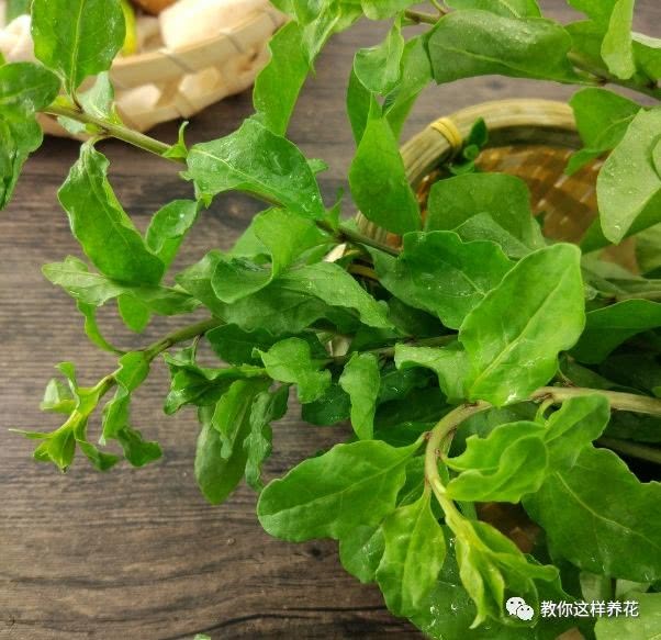 The health care effect of these three kinds of leaves is unexpected. Many people do not know that they can be grown at home.