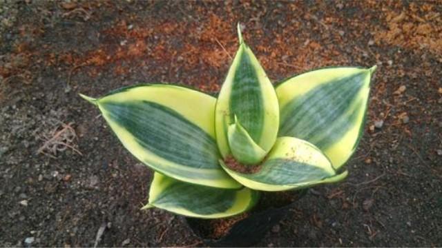 Raise a pot of tiger skin orchid and use these three kinds of soil to grow strong and not rotten roots.