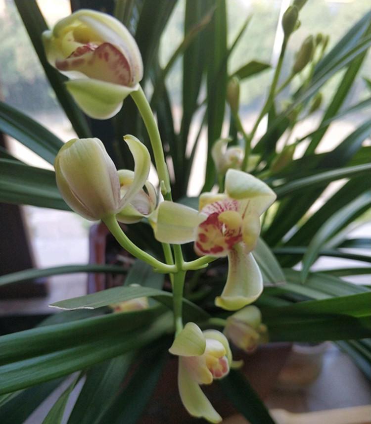 Three measures for raising orchids can keep blooming if you protect the flowers.