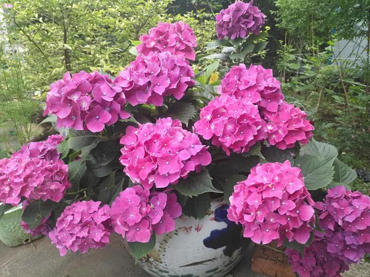 Raise hydrangea in August. Don't let it bloom when it is thirsty.