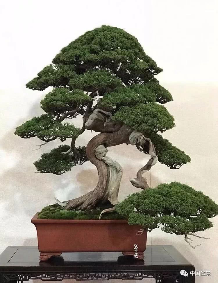 You should not know the professional terms of enjoying bonsai.