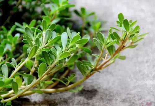 Portulaca oleracea dried and buried under the flowerpot is to grow flowers and grow everything.