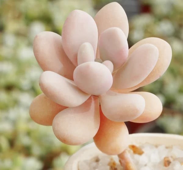 Do you know one thing to pay attention to when shopping online for succulent plants?