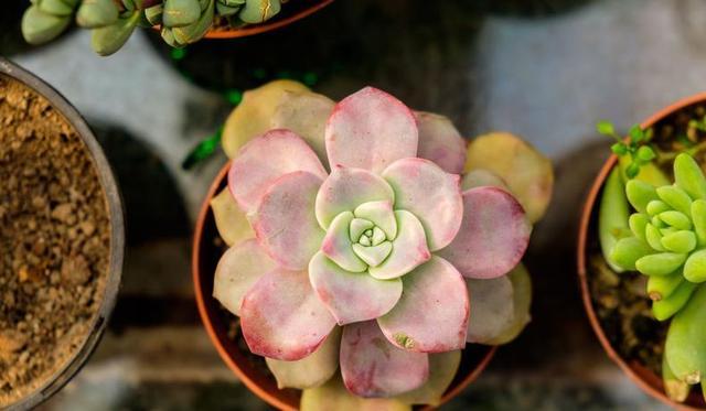 Two phenomena indicate that the root system of succulent plants is not healthy so as to remedy it.