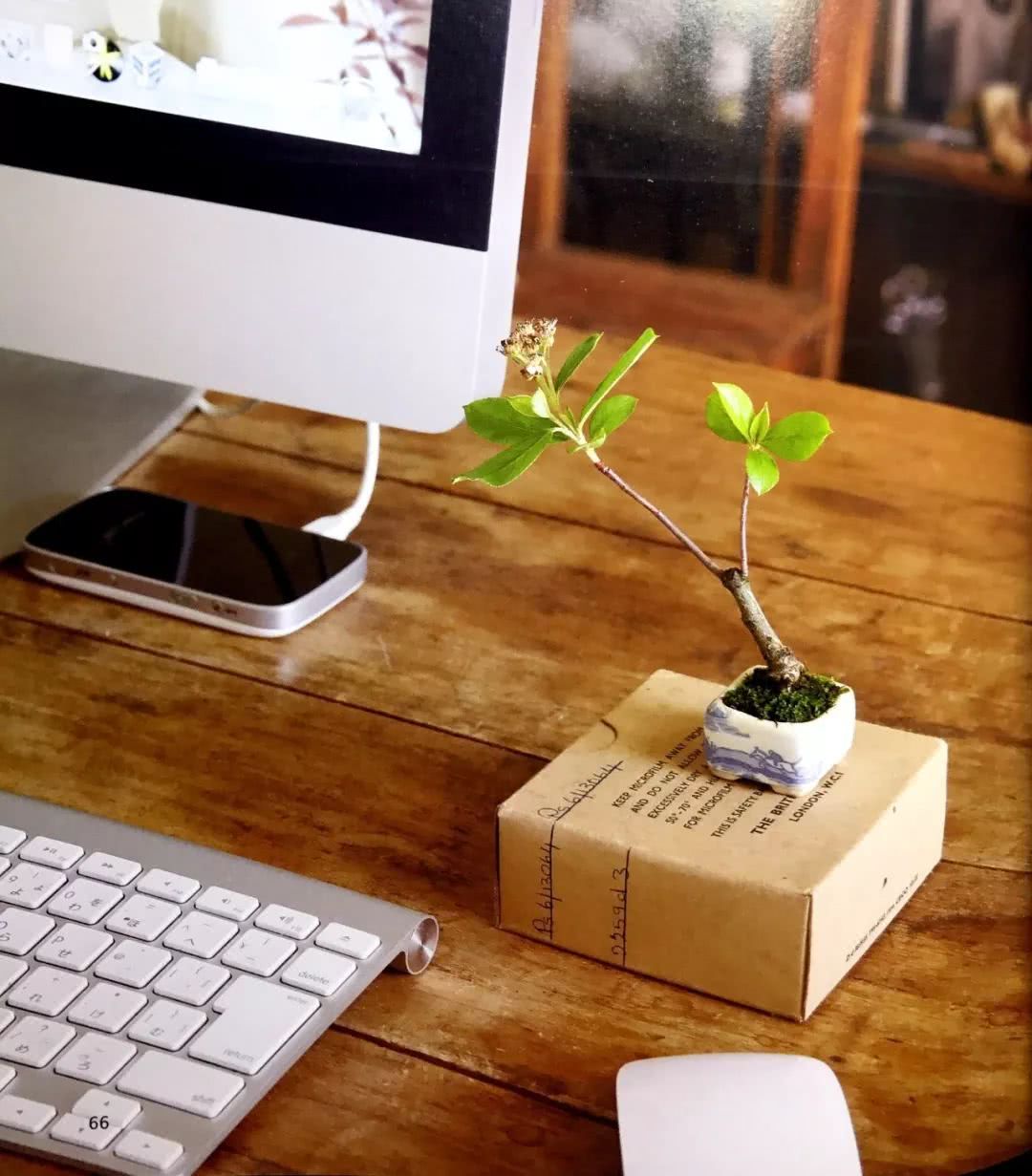 Skillfully using the method of water moss cultivation to obtain unique fingertip potted plant material