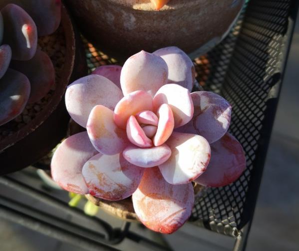 Don't hesitate to change pots for succulent plants in these two situations.