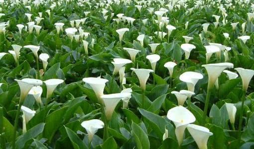 Would you like to grow calla lilies at home? Maintenance skills teach you to blossom.