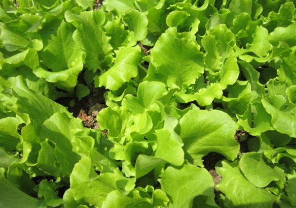 Four most beautiful vegetables suitable for planting in the courtyard