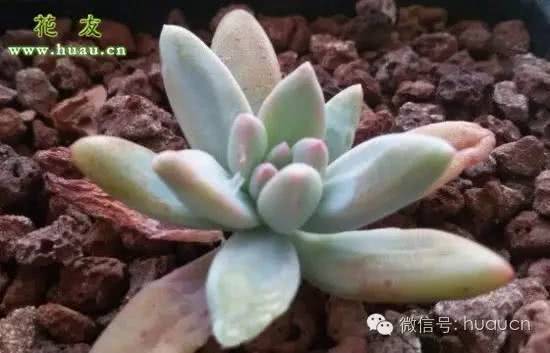 How to maintain succulent plants during the potted period?