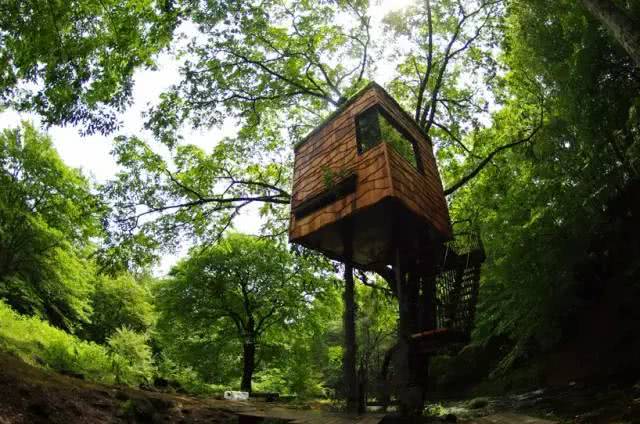 Over the past 20 years, 150 tree houses have been built to fulfill a dream.