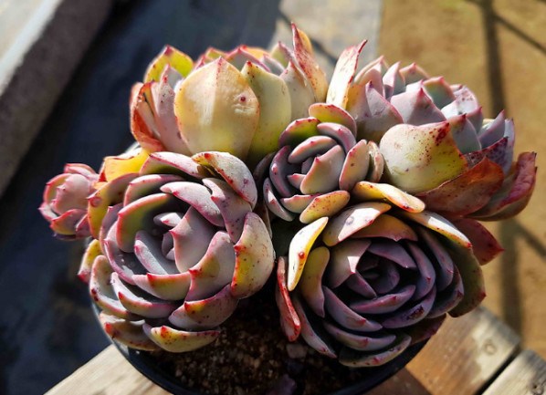 Today, the Beginning of Autumn's succulent plants are about to usher in the most beautiful season, but we must pay attention to 5 points.