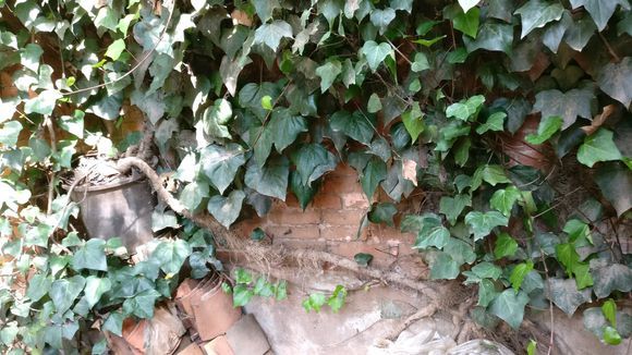 The plants in the abandoned yard take root in the cracks in the bricks and sprout when the bonsai is raised. Some people want to buy it at a high price.